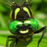 鬼蜻蜒のアバター